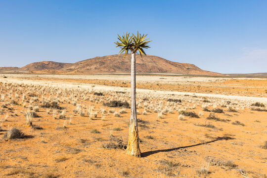 Quiver Tree in Arid Landscape