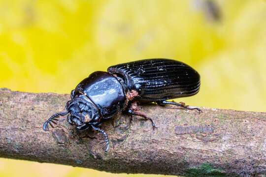Horned passalid bess beetle Odontotaenius disjunctus side macro on branch