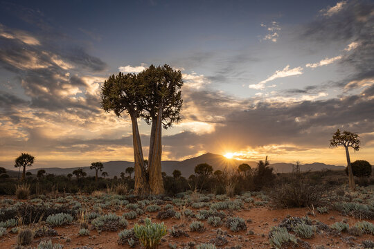 Sunset over Quiver Tree Forest