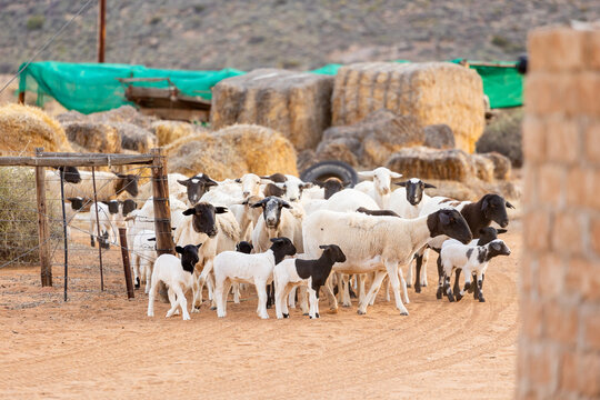 Sheep Herd Outdoors on Dirt Road