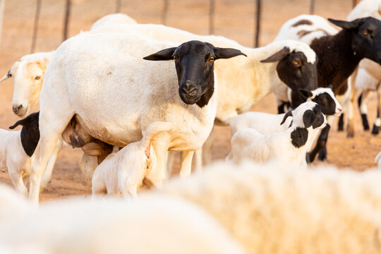 Mother Sheep Nursing Lambs