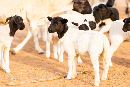 Black-headed Lambs on Sandy Ground