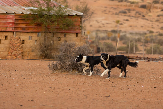 Two Border Collies in Desert