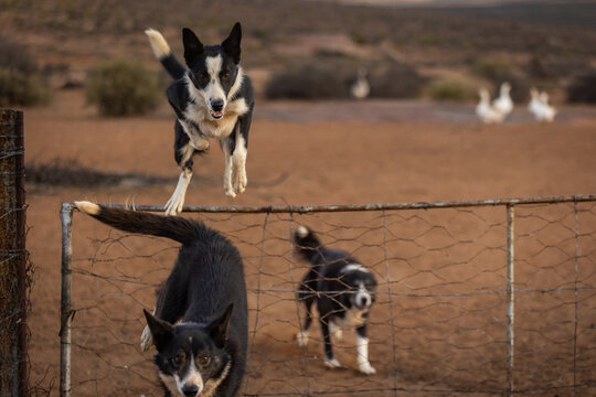 Border Collies Jumping Fence