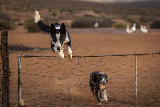 Border Collie Jumping Fence