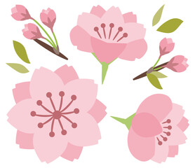 Obraz premium 八重桜の花と蕾