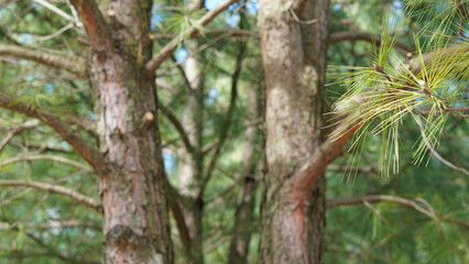 Close-up view of pine tree trunk and branches with green foliage