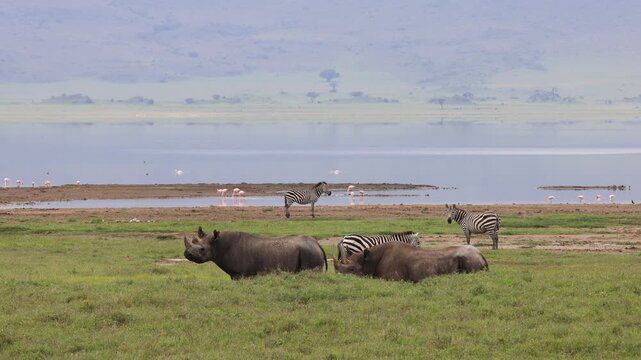 Black rhinoceros walking across the open savanna of Ngorongoro Crater surrounded by dry grass and vast African landscape. Rare wildlife sighting in one of Africa&rsquo;s most famous conservation areas.