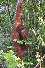 Orangutan ape in Borneo, Malaysia. Semi-wild senior female orangutan in Semenggoh Wildlife Centre (Semenggoh Nature Reserve).