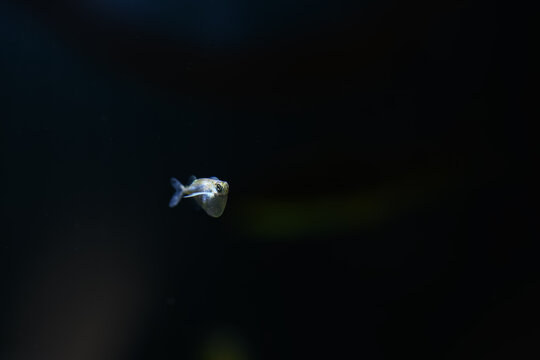 Long‑finned hatchetfish beneath the water surface.