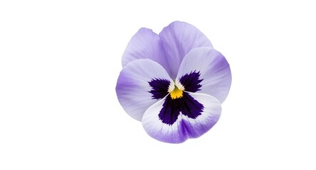 Obraz premium Elegant single purple pansy isolated against a white canvas
