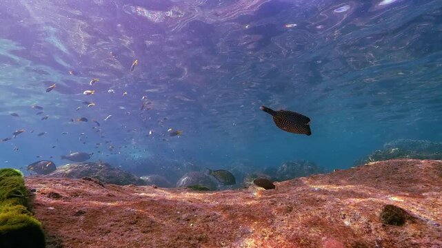 Many tropical fish swim freely in the bright, clear underwater environment. Sunlight filters down onto a vibrant coral reef structure, revealing various marine life