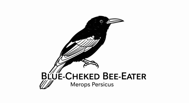 Black and white illustration of a Blue-Cheked Bee-Eater bird