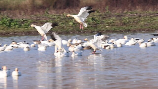 Snow geese (Anser caerulescens) land in a crowded refuge pond in slow motion, wings outstretched and feet extended, among a large wintering flock at Sacramento National Wildlife Refuge, California.