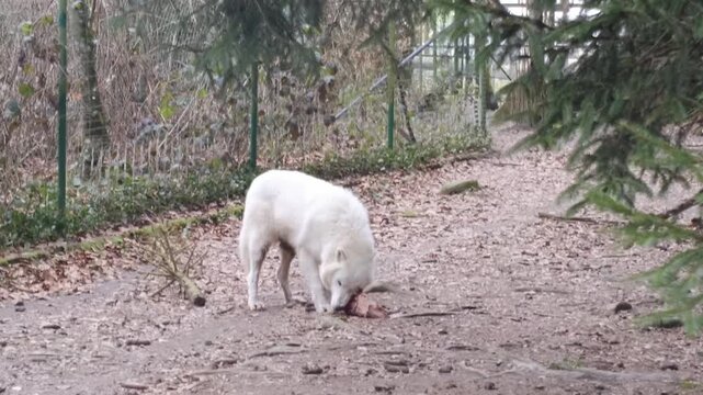 White wolf eating meat in forest path winter nature