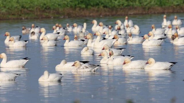 Large flock of snow geese (Anser caerulescens) swimming and resting on a calm refuge pond at Sacramento National Wildlife Refuge, California during winter migration stopover