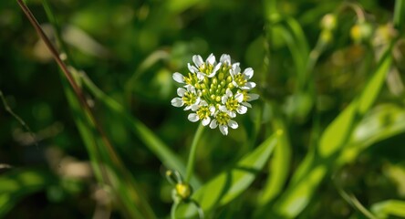 Bright May sunlight illuminating a cluster of fumewort flowers in full bloom
