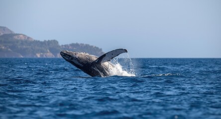Fototapeta premium Energetic humpback whale playing near coastal marine waters
