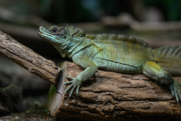 Obraz premium A Weber’s agama resting on a tree trunk in a terrarium.