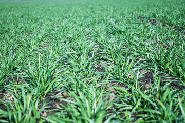 Obraz premium Young wheat sprouts growing in rows on fertile soil in an agricultural field