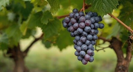 A bunch of clustered seedless grapes hanging from vine with grape leaves showcasing flowering plant fruit