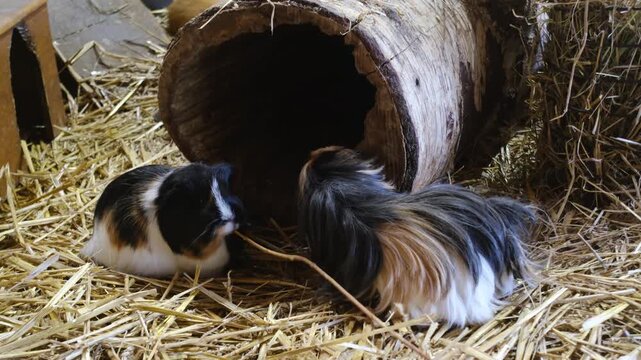 Two long haired guinea pigs inside wooden log shelter on straw