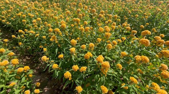 Yellow celosia cristata blooming in the field