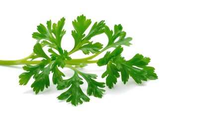 Obraz premium Closeup of fresh parsley branch with detailed leaves on white backdrop