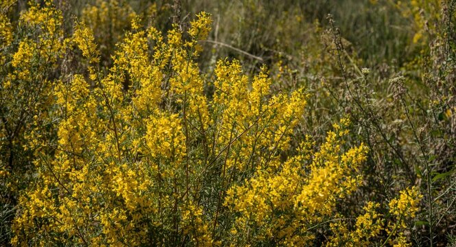 Bright yellow gorse flowers blooming on a vibrant ulex plant in full sunlight