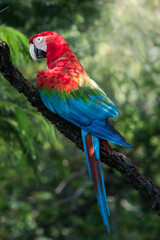 Obraz premium Red-and-green macaw (Ara chloropterus) perched on tree branch, Pantanal Brazil