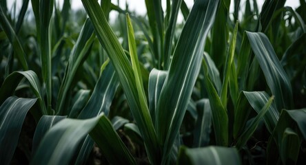 Obraz premium Close up view of dark green corn leaves growing healthy in rural field environment