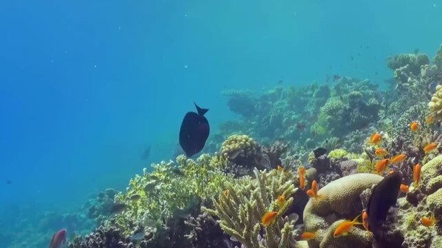Brilliant orange anthias and dark surgeonfish gracefully navigate a thriving coral garden. Sun-drenched blue waters reveal an active marine ecosystem, showcasing nature's vivid artistry.