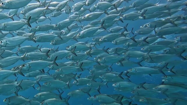 Large School of Oxeye Scad Swimming Through Clear Blue Ocean