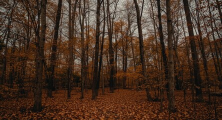 Obraz premium Autumn dry brown leaves falling in summer forest