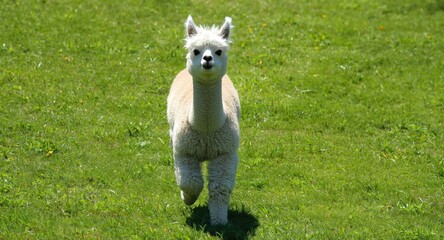 Fototapeta premium Blissful alpaca pet romping freely across a sunny vibrant green grass lawn