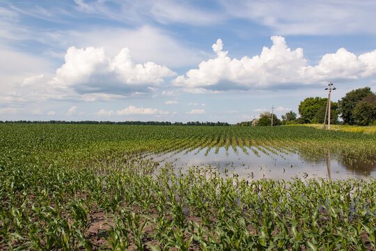 Agricultural corn field with rows of young plants partially submerged in flood water, showing poor drainage and crop stress, with utility poles and trees in background under partly cloudy sky