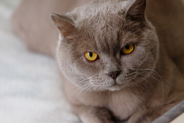 A gray British Shorthair cat with bright yellow eyes gazes intently at the camera, showcasing soft fur and a calm expression.