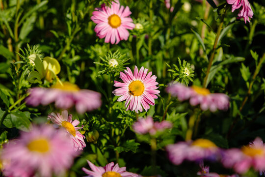 Pink daisies with yellow centers bloom in a sunlit garden, one flower hosting a bee, capturing natural beauty and pollination in vibrant detail.