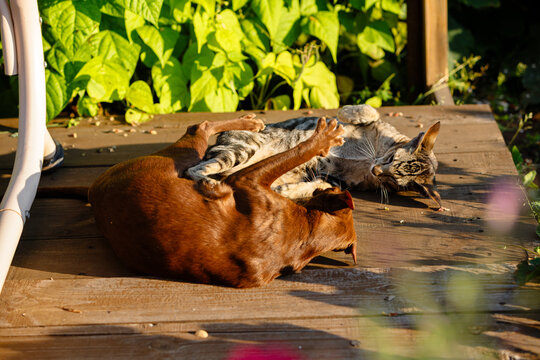 Two oriental cats play together on a wooden deck in warm sunlight, surrounded by green foliage and pink flowers.