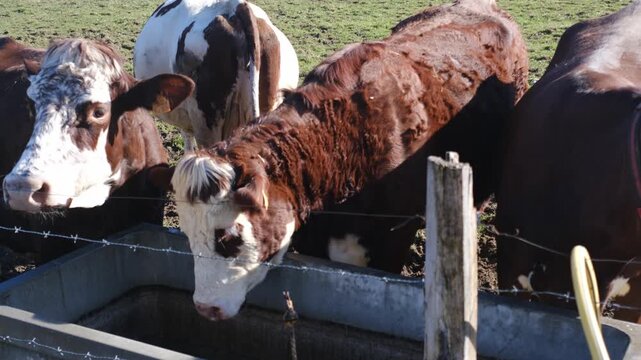 Brown and white cows drinking water on farm pasture