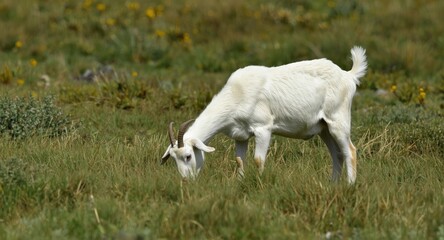 Fototapeta premium Bright male goat grazing calmly amidst rich grass landscape
