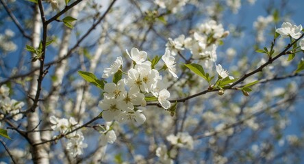 Fototapeta premium Birch tree branches in flower combined with blue sky in allergy medicine presentation visuals