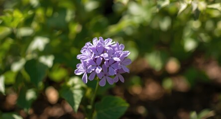 Fototapeta premium Delicate violet blossoms growing in full summer brightness
