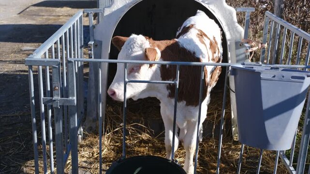Brown white calf in metal pen near hutch farm animal