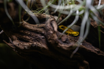 Fototapeta premium The yellow golden poison frog is hiding under a plant and sitting on a log.