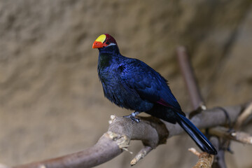 Banana bird on a branch in an interior. © lapis2380
