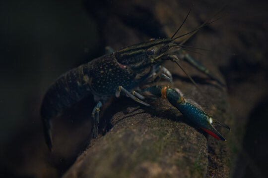 Red‑clawed crayfish on a branch beneath the water surface.
