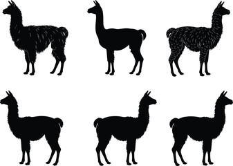 Obraz premium Set of Llama Silhouette Vectors, Black Alpaca Illustration Icons, Farm Animal Graphics for Vinyl Cutting and Country Western Logo Design