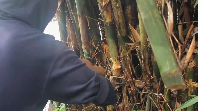 unrecognizable people, adult men cutting down bamboo trees using sickles or machetes on rainy days.