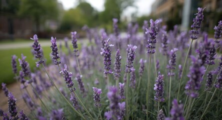 Obraz premium Close up perspective of fresh lavender blooms growing in an urban park